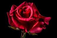 red-rose-rose-rose-bloom-blossom-320869.jpg