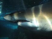 shark-underwater-sea-ocean-sea-1194340.jpg