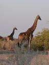 giraffes-animals-african-mammal-256911.jpg