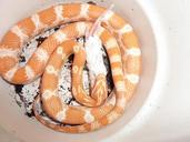 corn-snake-snakes-terraristik-1048809.jpg