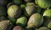 hass-avocado-avocados-fruit-green-1164173.jpg