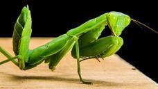 praying-mantis-fishing-locust-green-190175.jpg