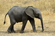 elephant-baby-sl%C5%AFn%C4%9B-amboseli-650625.jpg