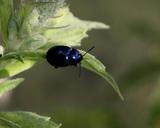 beetle-close-up-bug-nature-205361.jpg