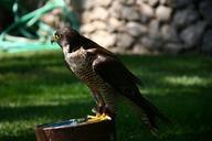 falcon-falconry-pe%C3%B1%C3%ADscola-1038699.jpg