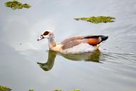 duck-bird-swimming-silhouette-569000.jpg