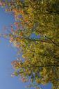 park-forest-autumn-tree-foliage-425931.jpg