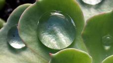 water-drop-water-succulent-drop-732354.jpg