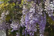 flowers-wisteria-purple-garden-1515872.jpg