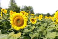 sunflowers-field-flowers-summer-554104.jpg