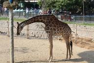 giraffe-animal-zoo-621812.jpg