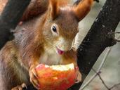 squirrel-cute-croissant-eat-tree-647699.jpg