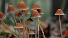 mushroom-forest-autumn-602867.jpg