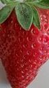 strawberry-fruit-delicious-tasty-990762.jpg