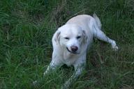 dog-labrador-white-655171.jpg