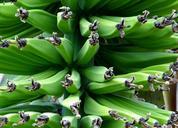 banana-shrub-banana-food-fruit-301663.jpg