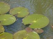 lily-pads-lotus-leaves-pond-water-390973.jpg