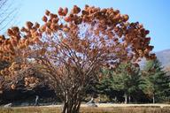 arboretum-wood-sky-414602.jpg