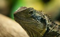 animals-reptile-nature-australia-634586.jpg