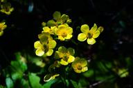 buttercup-flower-blossom-bloom-461208.jpg