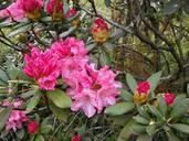 rhododendron-rhododendrons-ericaceae-340793.jpg