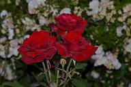 red-rose-wedding-passion-have-981195.jpg