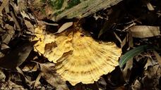 fungi-nature-forest-life-1497090.jpg