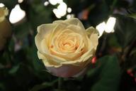 rose-yellow-blossom-bloom-flower-578032.jpg