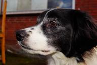 dog-head-portrait-black-and-white-271486.jpg