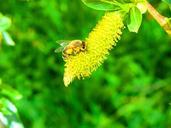 bee-spring-pasture-insect-nature-656565.jpg