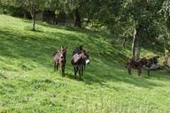 animals-donkey-nature-262678.jpg