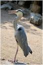 heron-bird-animal-nature-silver-218942.jpg