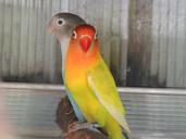 parrots-captivity-bird-color-pets-245817.jpg