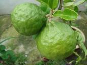 lime-citrus-fruit-green-tree-248553.jpg