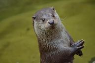 otter-cute-animal-365370.jpg