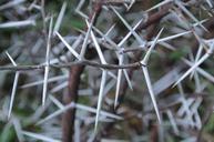 thorns-acacia-tree-spikes-996769.jpg