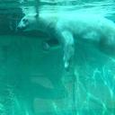 polar-bear-zoo-tank-polar-bear-438933.jpg