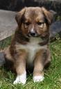 puppy-young-dog-cute-dog-371737.jpg