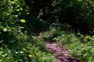 trail-path-nature-trail-forest-path-799475.jpg