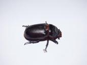 beetle-insect-macro-brown-animal-1012476.jpg