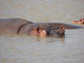 hippo-hippopotamus-swimming-africa-175932.jpg