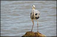 heron-bird-water-waterfront-fly-216169.jpg