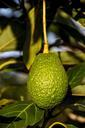 hass-avocado-avocado-fruit-tree-882634.jpg