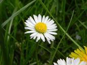 daisy-flower-white-nature-spring-598161.jpg