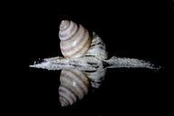 snail-sea-snail-housing-memory-895014.jpg