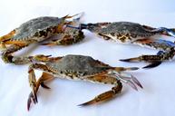 crabs-sea-food-seafood-crustacean-390500.jpg