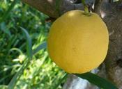 lemon-tree-nature-food-fruit-sour-589097.jpg