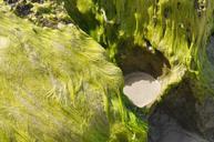 seagrass-cliffs-sand-green-cliff-1035975.jpg