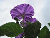 potato-bush-flower-flower-purple-291704.jpg