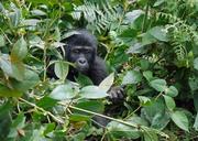 gorilla-baby-mountain-gorilla-ape-1386501.jpg